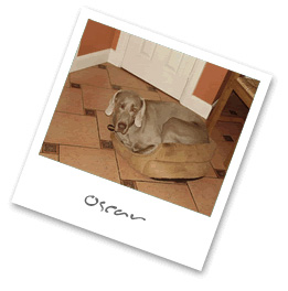 Caroles Pet Sitting Services - Oscar